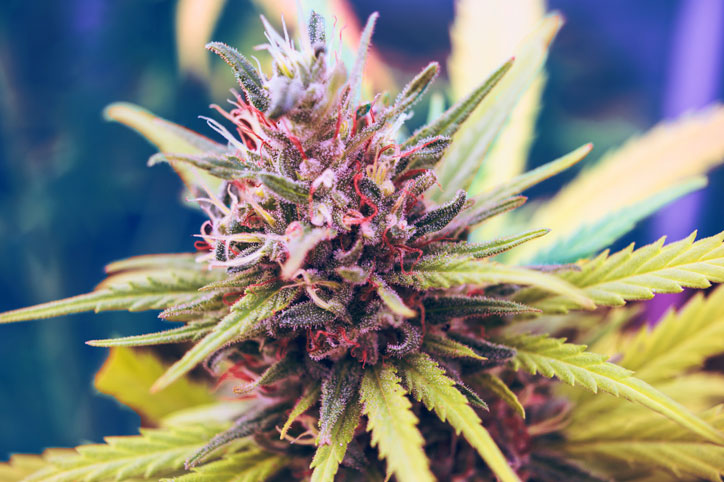 Cannabis-edit